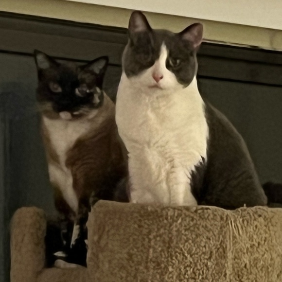 Meet your Posher, Teri - Picture 11 of 12